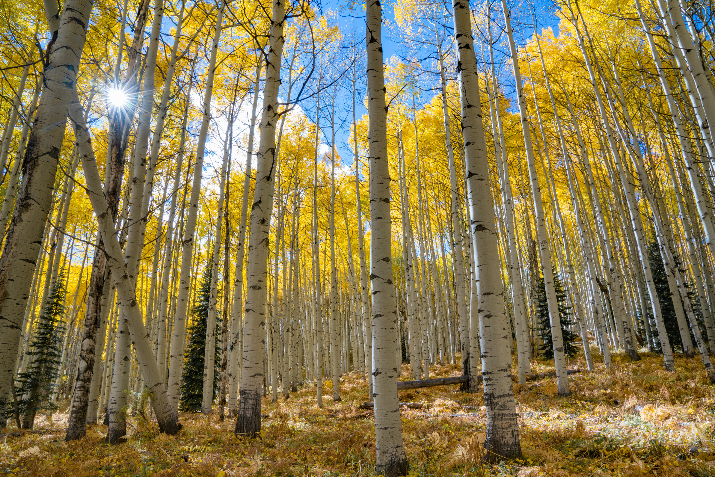 Autumn Aspen Sunburst